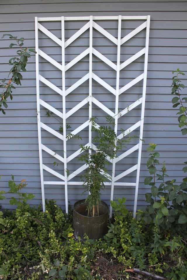 trellis diy