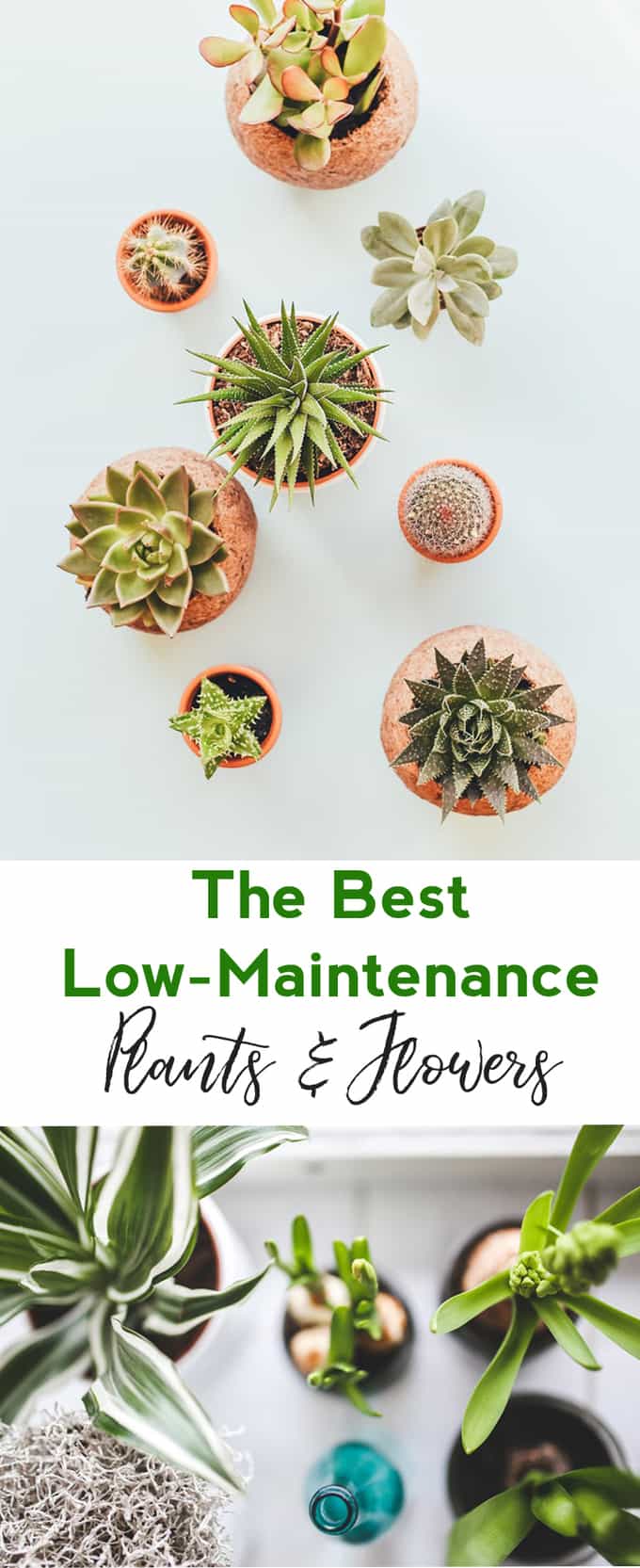 low maintenance plant ideas