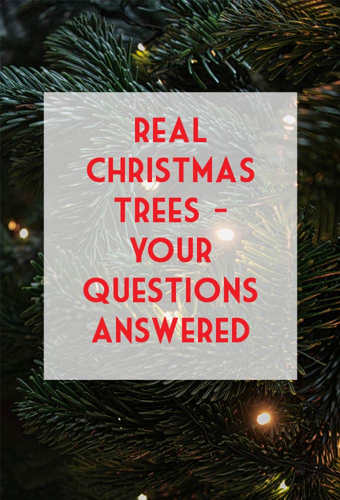 real christmas trees