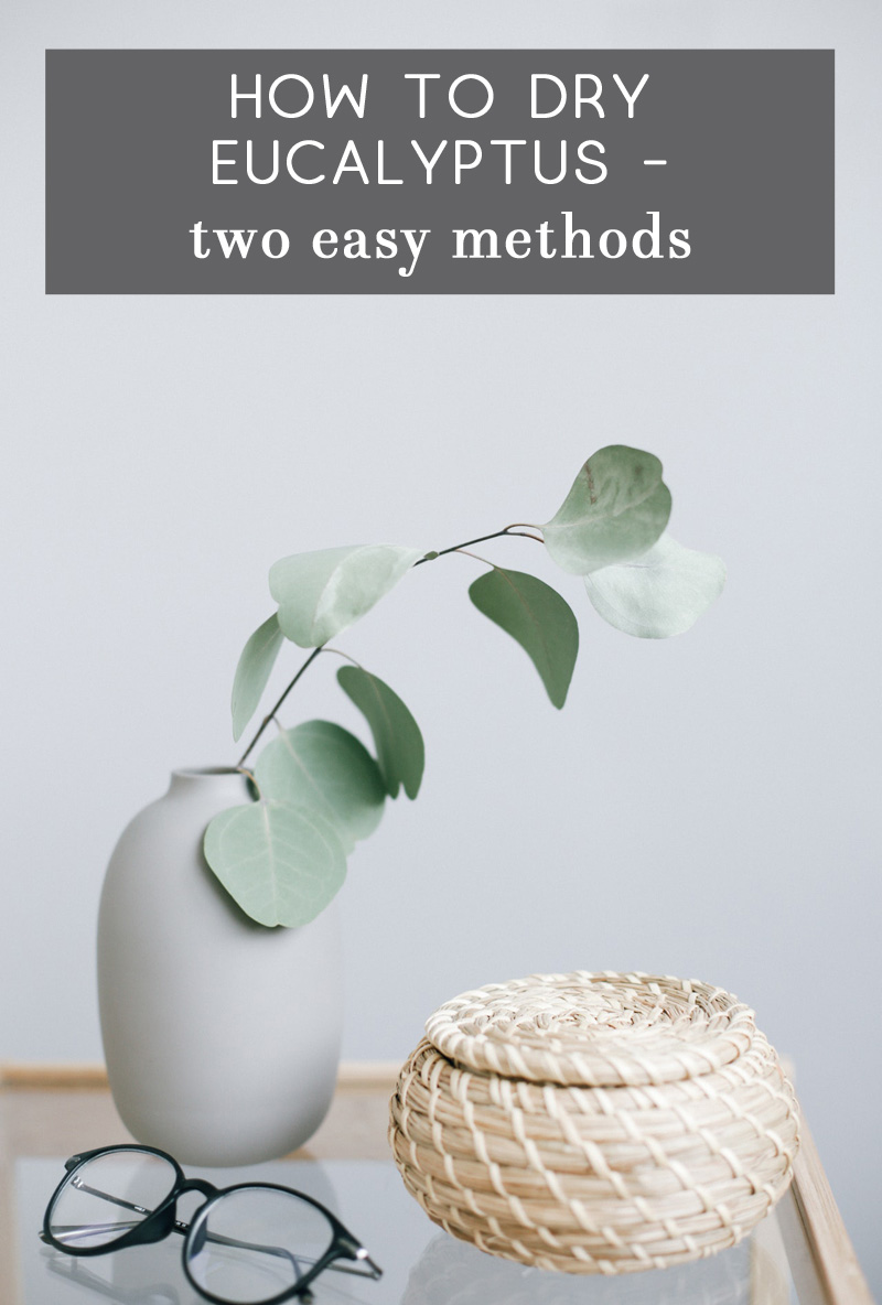 Drying Eucalyptus - Two Ways to Preserve Eucalyptus Branches