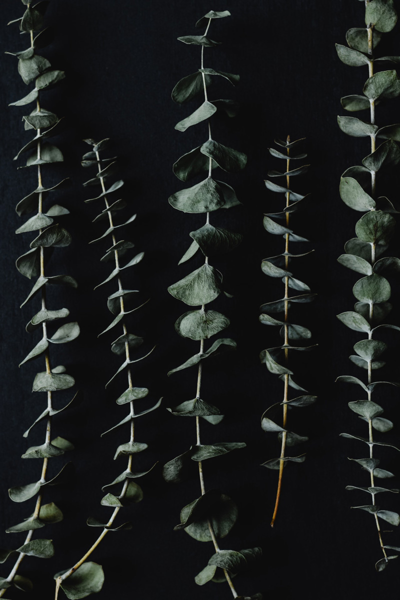 drying eucalyptus