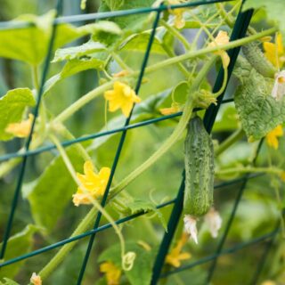 cucumber trellis