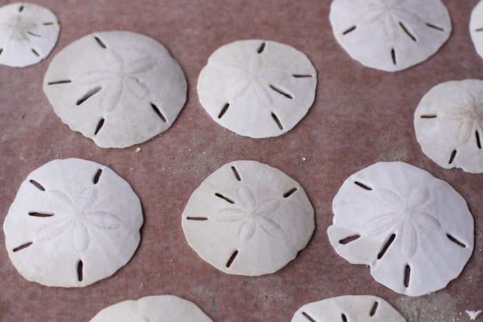 1000+ ideas about Sand Dollars on Pinterest