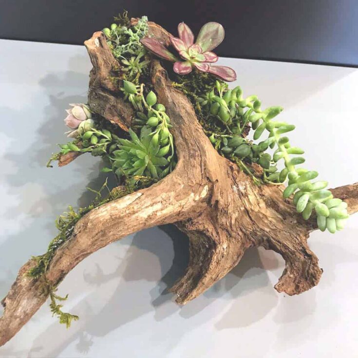 Image for DIY Driftwood Planter From A Cedar Tree