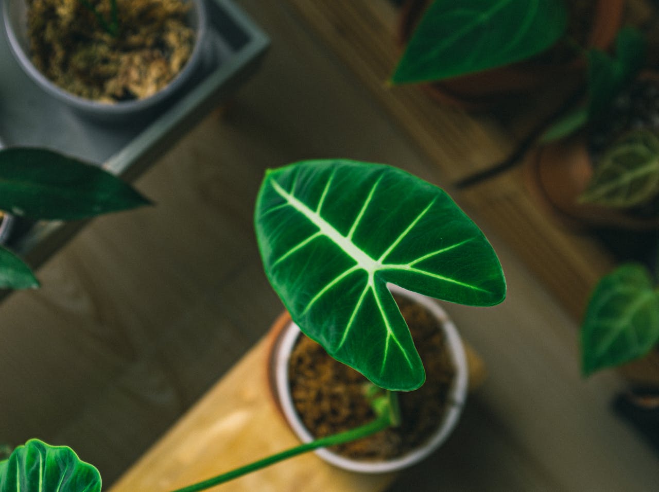alocasia plant