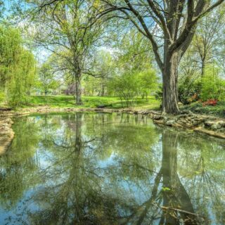 trees around a small pond