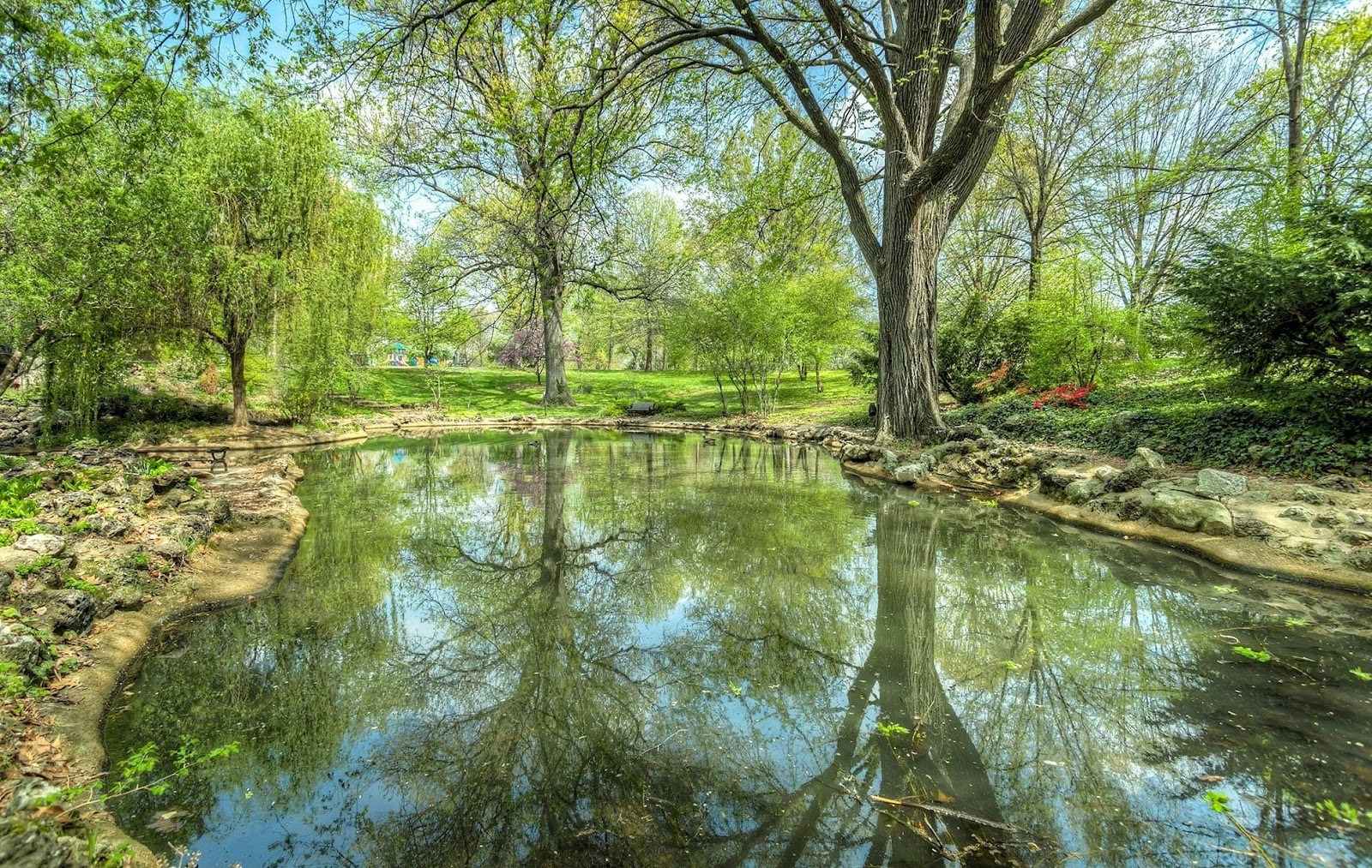 Trees around a small pond.